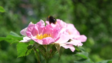 Bee full of pollen harvests a wild rose blossom in spring