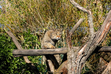 Die Europäische Wildkatze