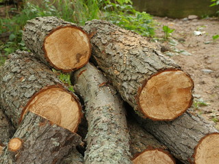 pile of sawed firewood black alder close to