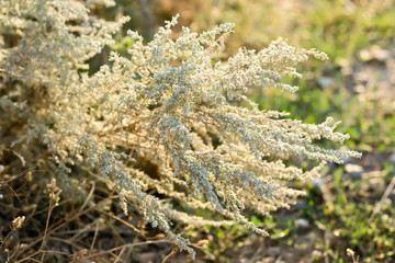 Wormwood bush
