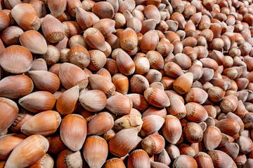 a lot of hazelnuts