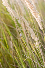 Dry whisks of grass at sunset in summer