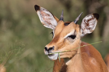 Schwarzfersenantilope / Impala / Aepyceros melampus