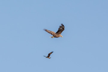 Seeadler