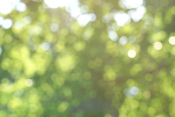 Blurred green garden or forest with sunlight bokeh background.