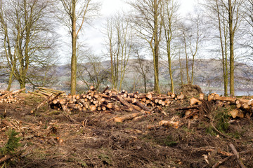 Logs piled up at Loch Leven, Scotland