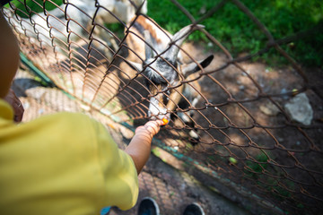 little boy feeding goats in contact zoo