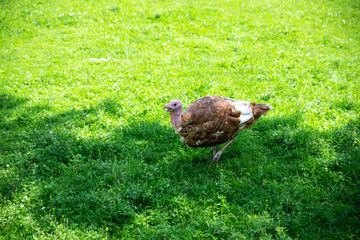 turkey bird walking by green grass at farm