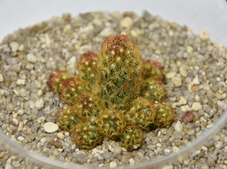 Cactus and succulents in handmade pots