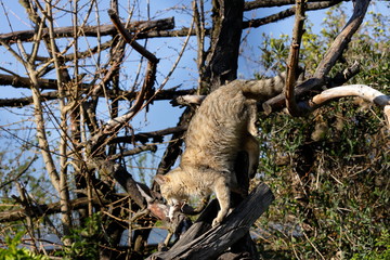 Die Europäische Wildkatze © hecke71