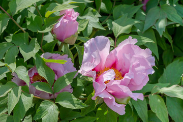 Peony (Paeonia suffruticosa) grows on the flower bed