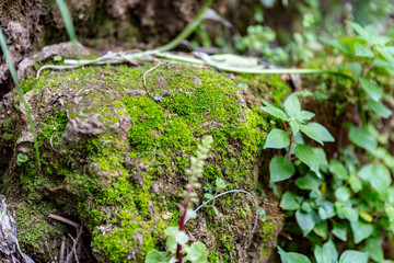 Moss on a cliff