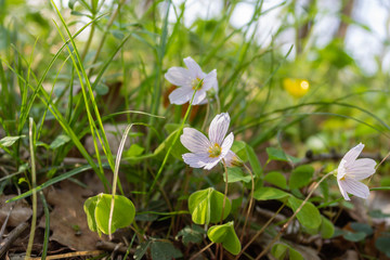 Frühling