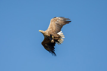 Seeadler
