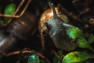 snail on leaf after the rain