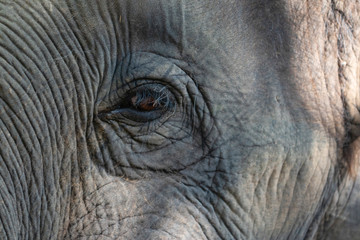 Fototapeta premium Big Thai Elephant in Elephant Conservation Center