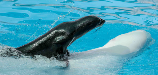 Fur seal swims on a white dolphin in the pool