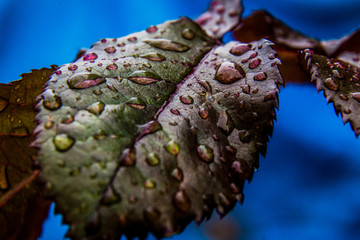 Leaf and drops of water