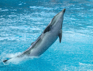 Dolphin portrait in the water