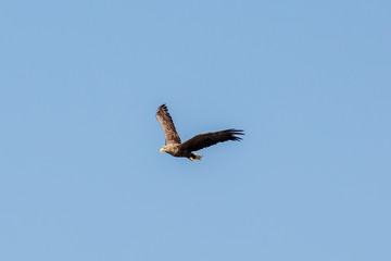 Seeadler