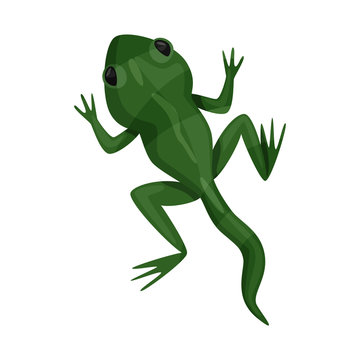 Isolated object of toad and green logo. Collection of toad and toxic stock vector illustration.