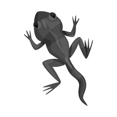 Vector illustration of toad and green icon. Set of toad and toxic stock symbol for web.