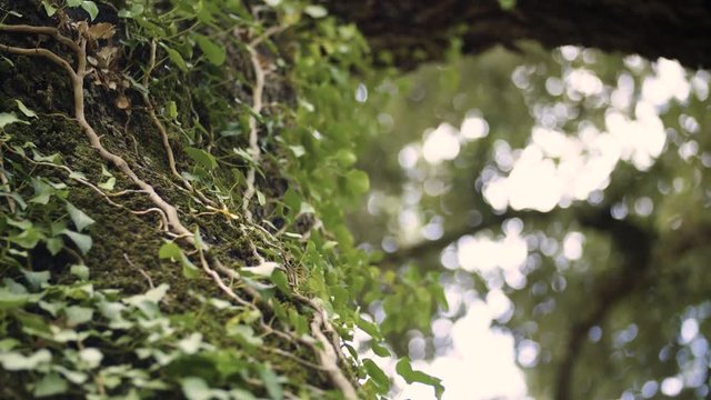 bindweed on tree