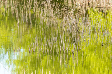 Obraz premium Reed grows in the pond as a background