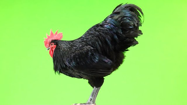 black rooster australorp (Gallus gallus) with dark green plumage rotation on green screen