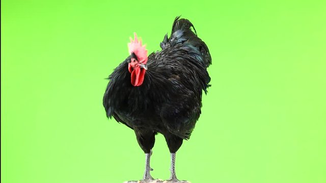 black rooster australorp (Gallus gallus) with dark green plumage rotation on green screen
