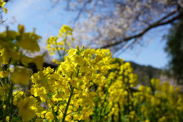 Fototapeta premium 菜の花と桜