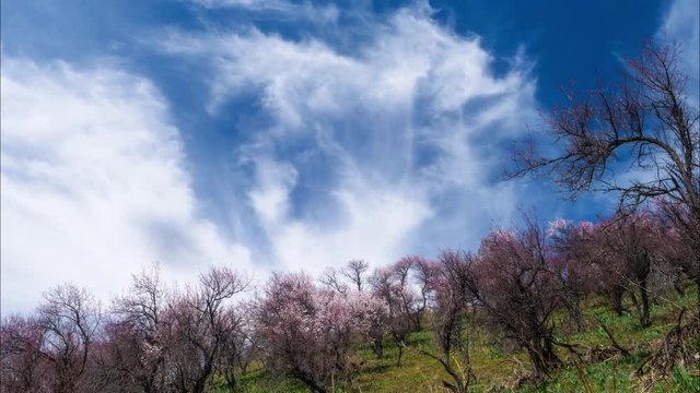 Spring in the mountains. Mountain slope with wild apricot blooming trees and sky with fast moving cirrus clouds. Time laps