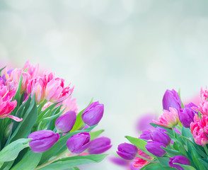 Fototapeta premium Pink fresh tulips