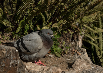 gray pigeon on a sunny day on the stones on the background of grass