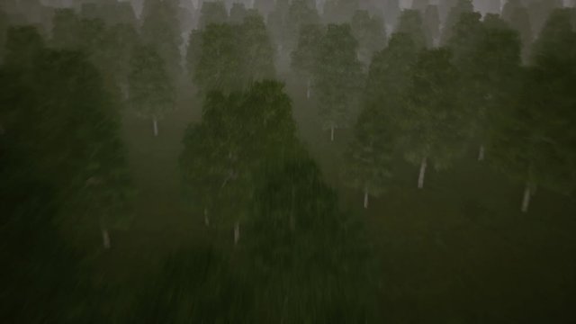 Gloomy dark forest and fog