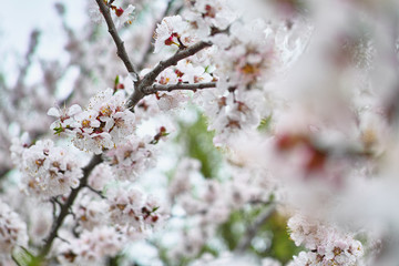 Cherry blooms. Cherry tree blossoms