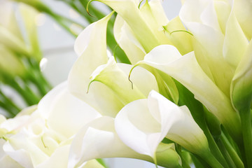 Many blooming white callas flowers close up with copy space. Group of Calla lilies close up, light blooming wedding background. Floral pattern. Abstract background.