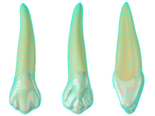 maxillary canine tooth in the vestibular, palatal and lateral views with blue neon wireframe wrapping the tooth. Realistic 3d illustration of maxillary canine tooth with blue wire