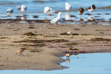 curlew sandpiper