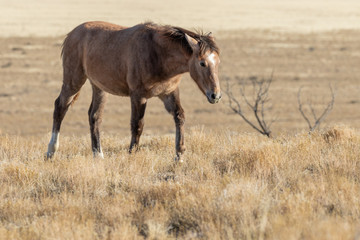Naklejka na ściany i meble Wild Horse in the Utah Desert