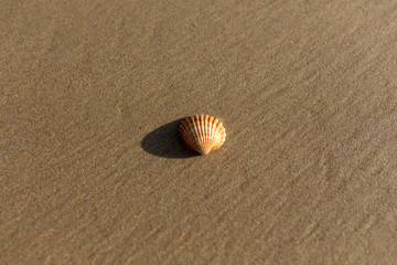 Muschel am Strand von Andalusien
