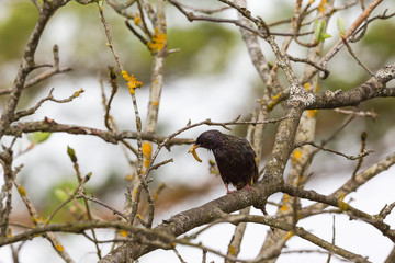 Starling with a caterpillar