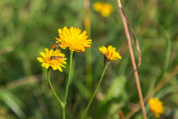 Dandelion with hoverfly on a summer meadow