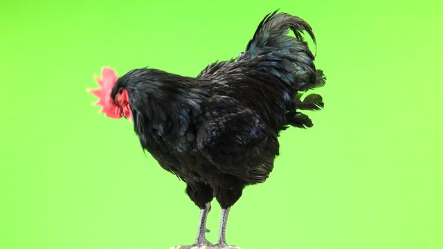 black rooster australorp (Gallus gallus) with dark green plumage rotation on green screen