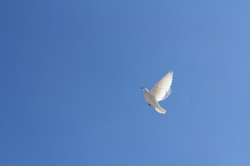 Obraz na płótnie Canvas wedding doves in flight against the sky