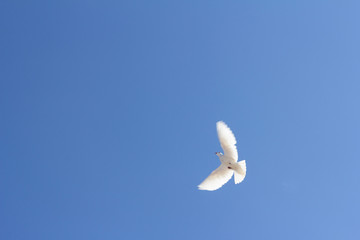 wedding doves in flight against the sky