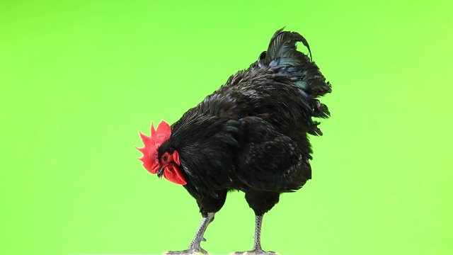 black rooster australorp (Gallus gallus) with dark green plumage cleans feathers on green screen
