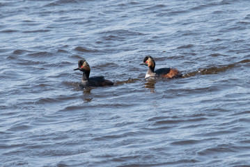 Black necked Grebe in the Weerribben the Netherlands