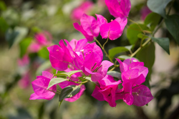 Fototapeta na wymiar Pink Bougainvillea flower