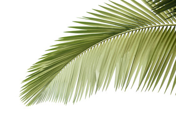 Obraz premium Leaves of palm tree